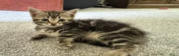 Mixed Breed cats for sale: Tabby Kittens For Sale - Advert 22