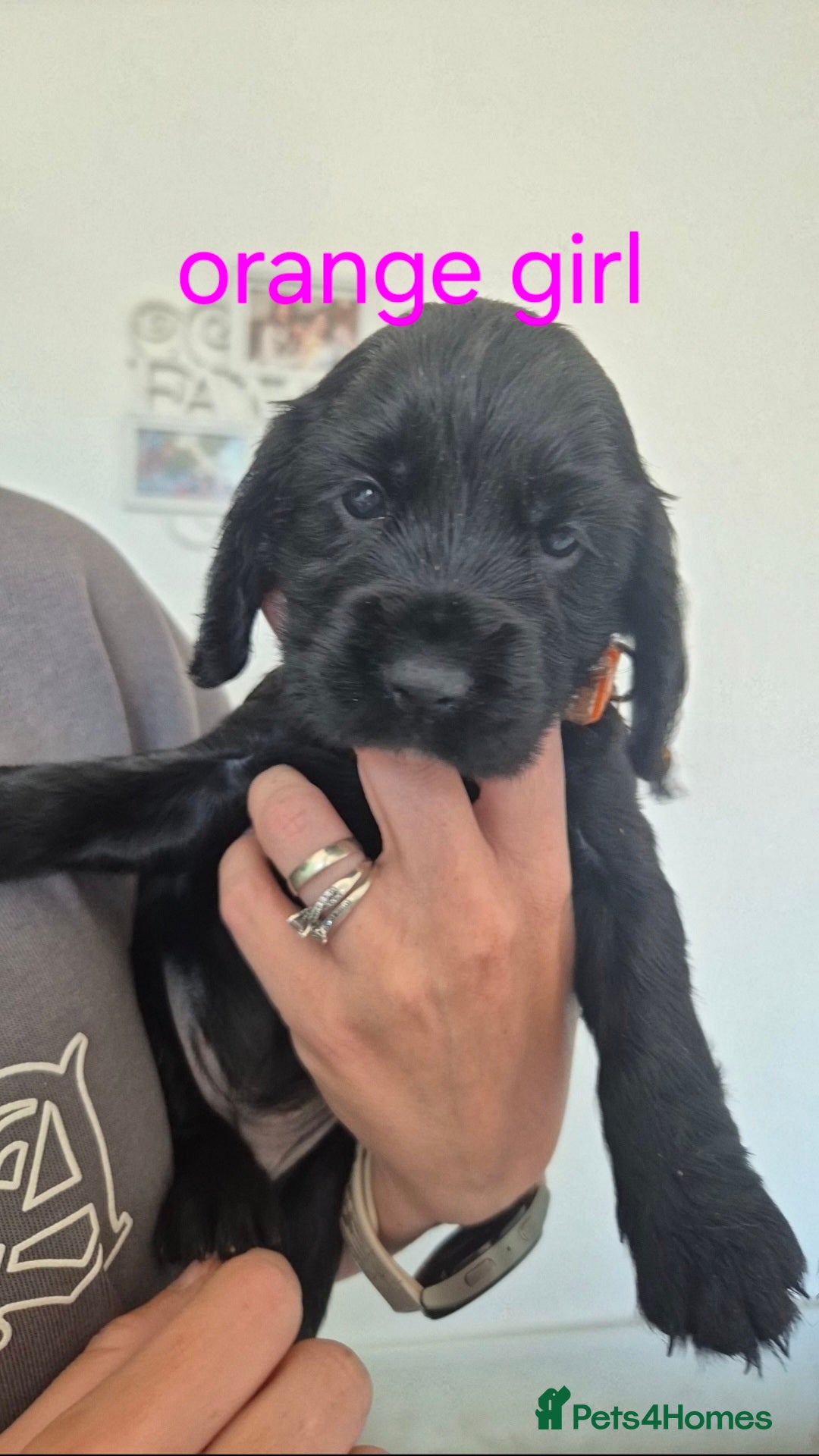 Cocker Spaniel dogs for sale: 5 beautiful cocker spaniels - Advert 2