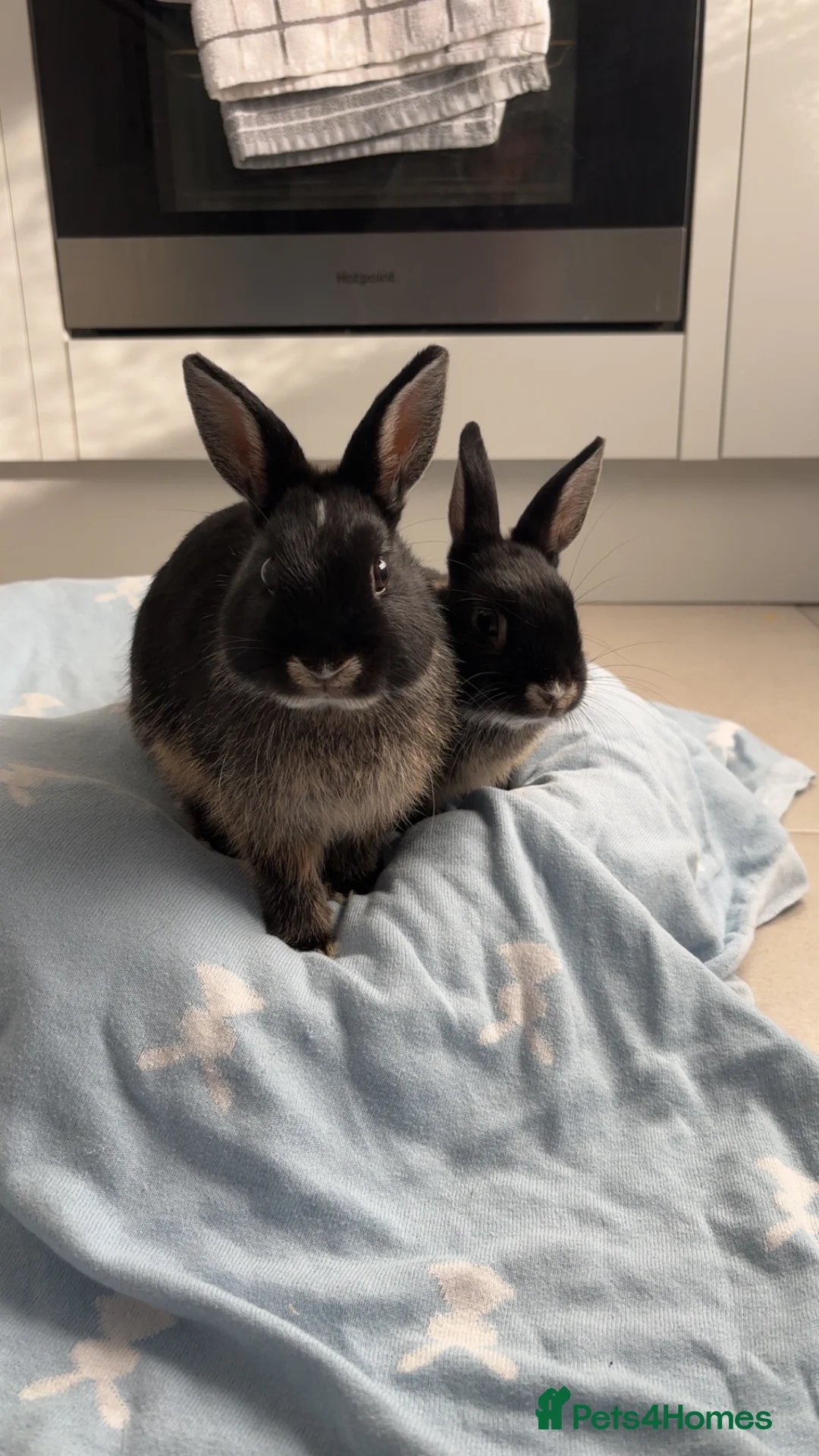 Netherland Dwarf rabbits for sale: Pure Netherland Dwarf bunnies  - Advert 2