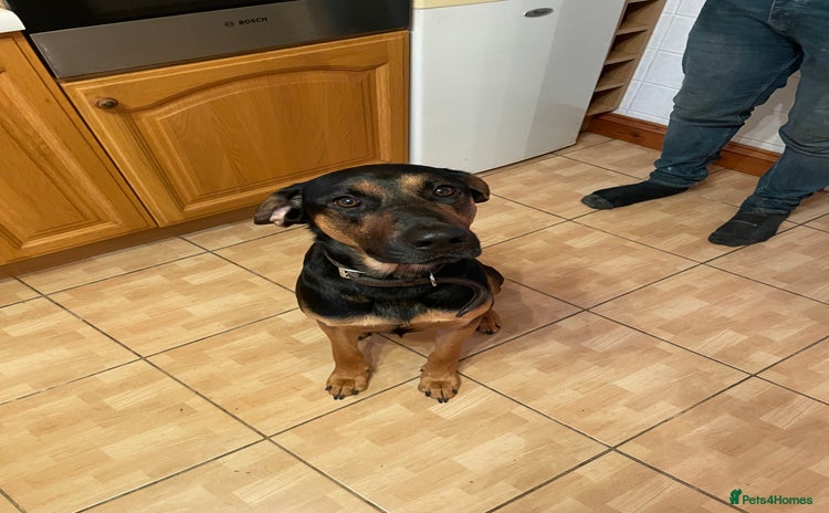 Mixed Breed dogs - Advert 4