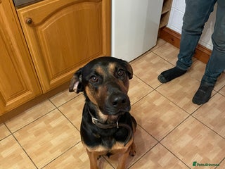 Mixed Breed dogs for sale - Advert 1