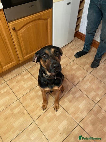 Mixed Breed dogs - Advert 4