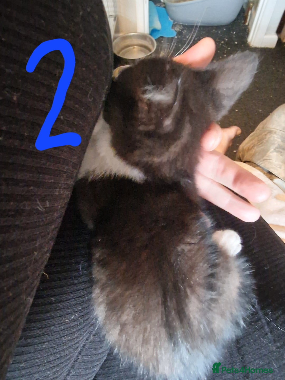 Domestic Shorthair cats for sale: Kittens for sale  - Image 4