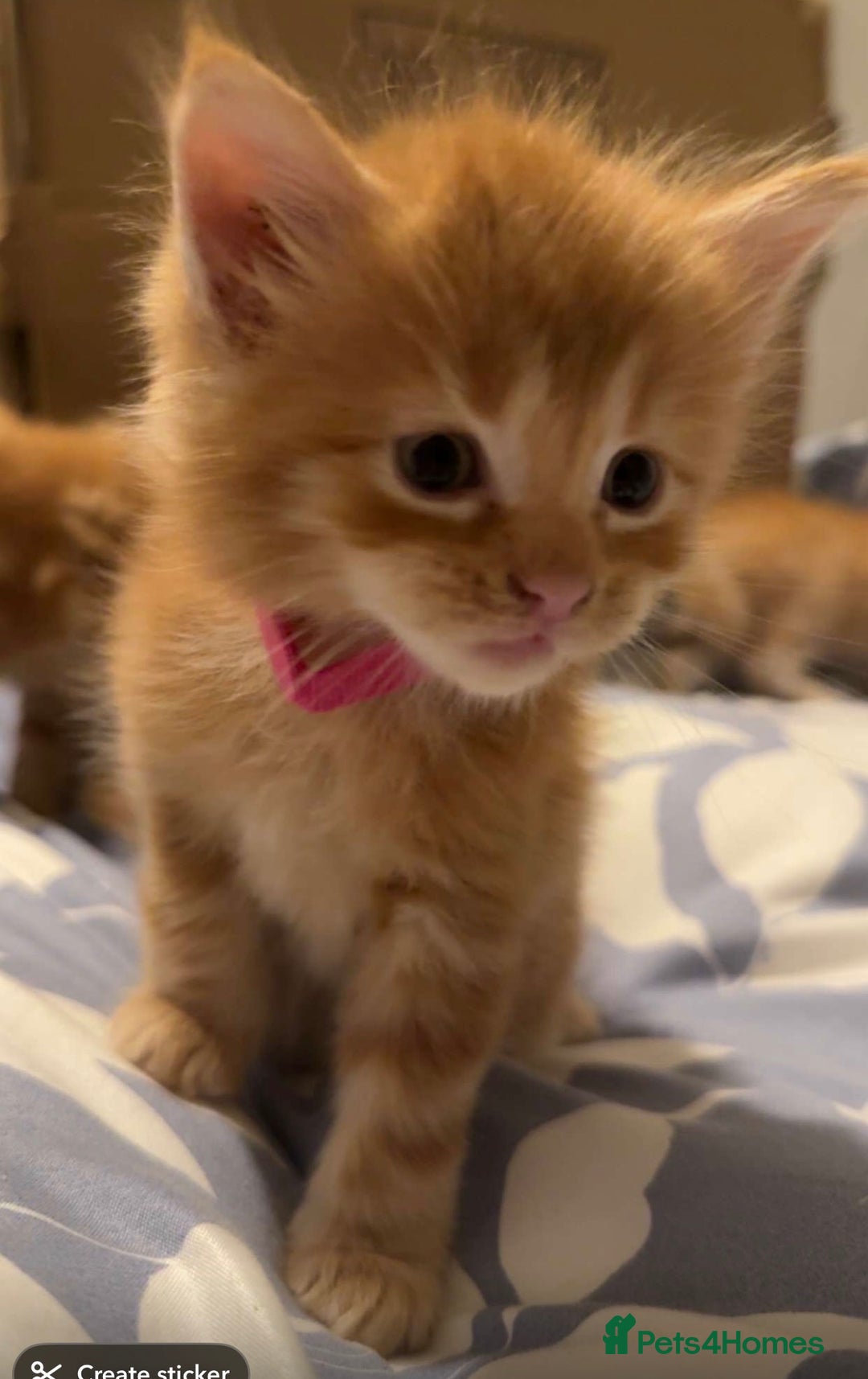 Maine Coon cats for sale: Maincoon kittens  - Advert 9