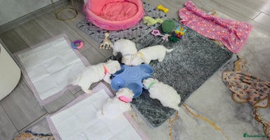 Maltese dogs - Advert 9