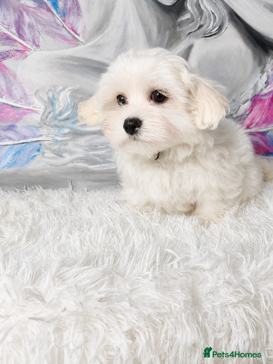 Maltese dogs for sale: Maltease KC ONLY ONE GIRL AND ONE BOY LEFT. - Advert 9