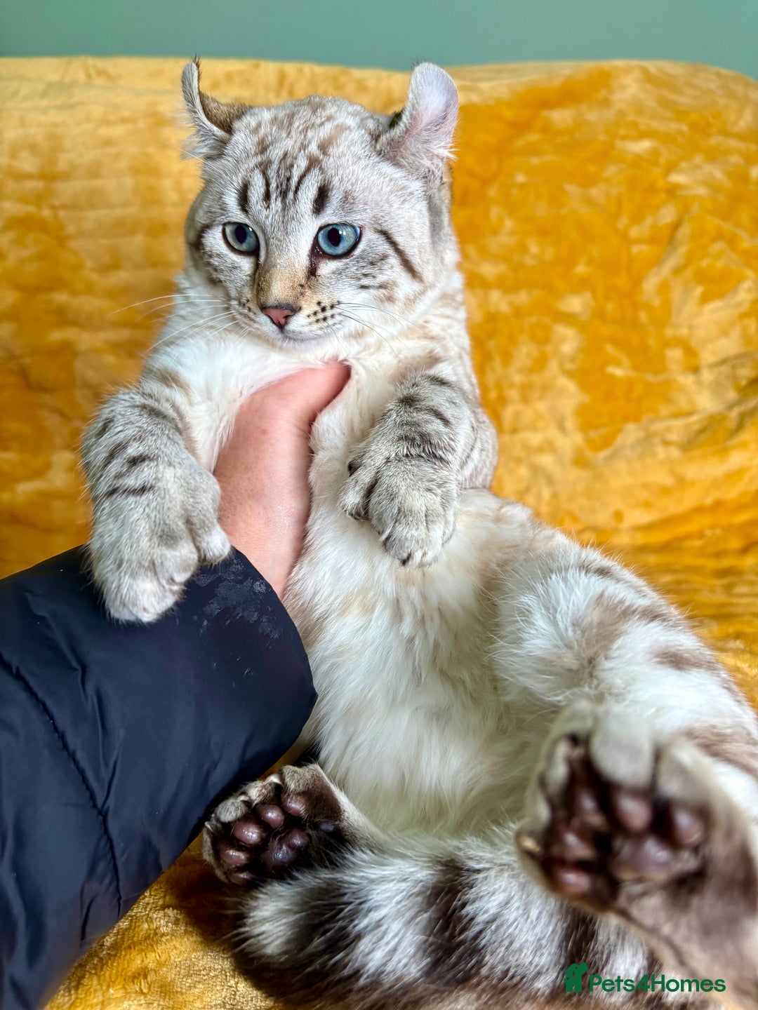 Keetso cats for sale: Super wild looking poly curled eared leopard  - Advert 16