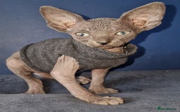 Sphynx cats for sale: Gorgeous Canadian Sphynx kittens - Image 4