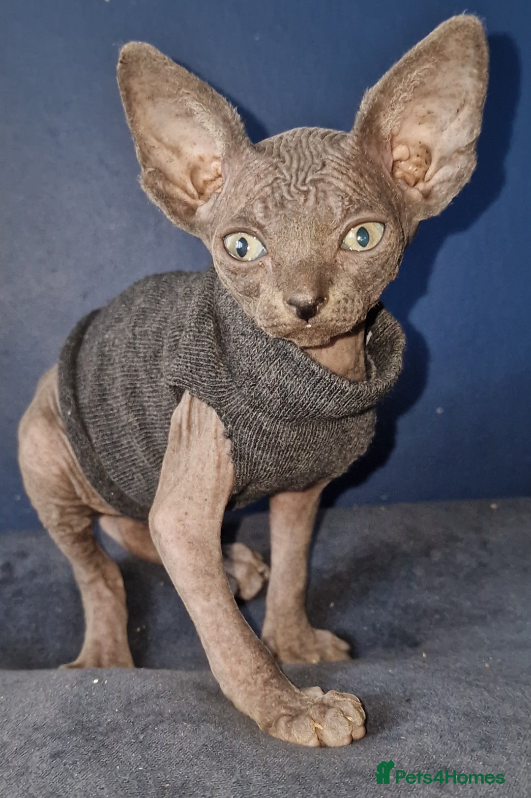 Sphynx cats for sale: Gorgeous Canadian Sphynx kittens - Image 4