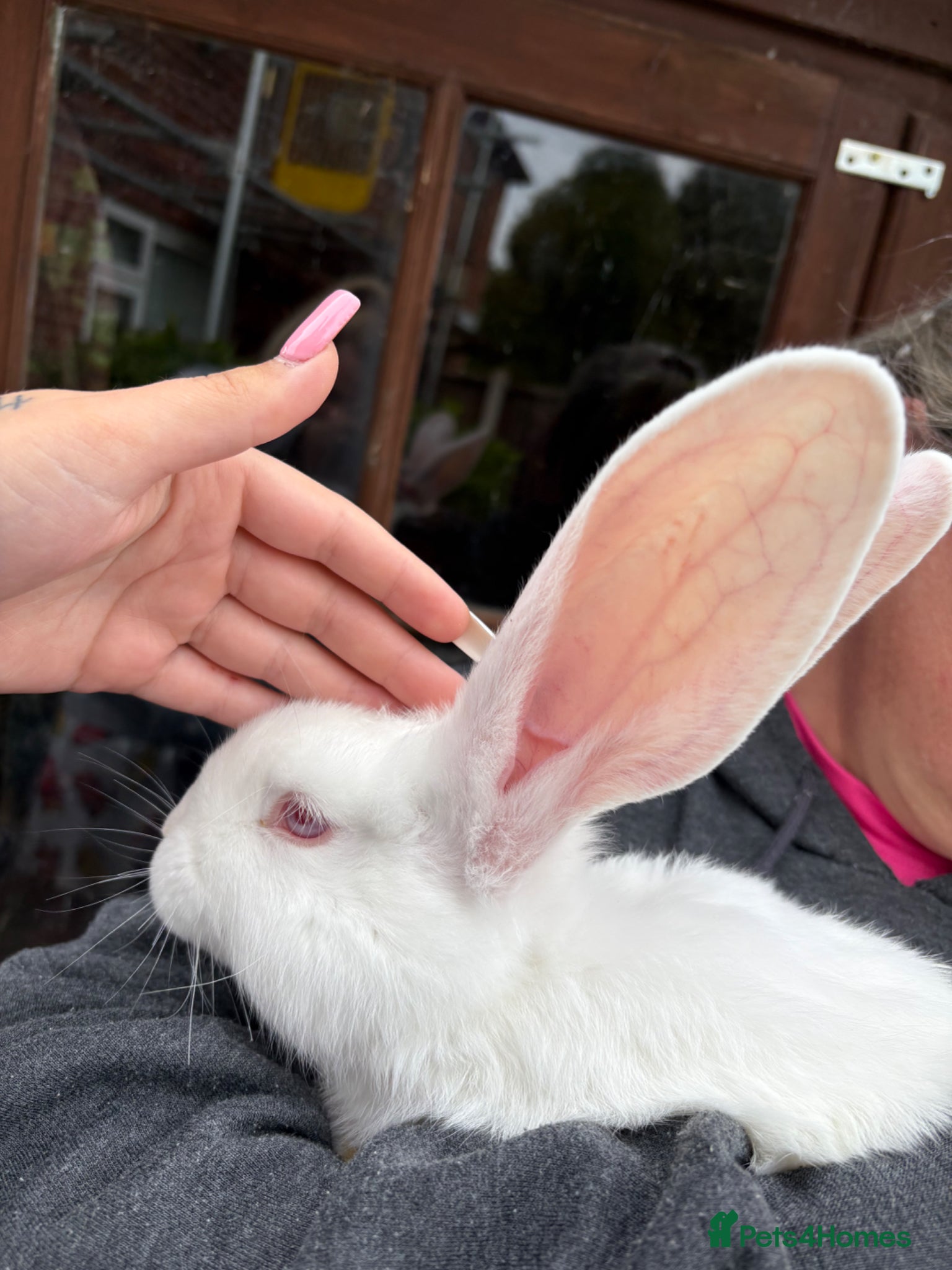 Continental Giant rabbits for sale: Gorgeous litter of continental giant bunnies😍 - Advert 4