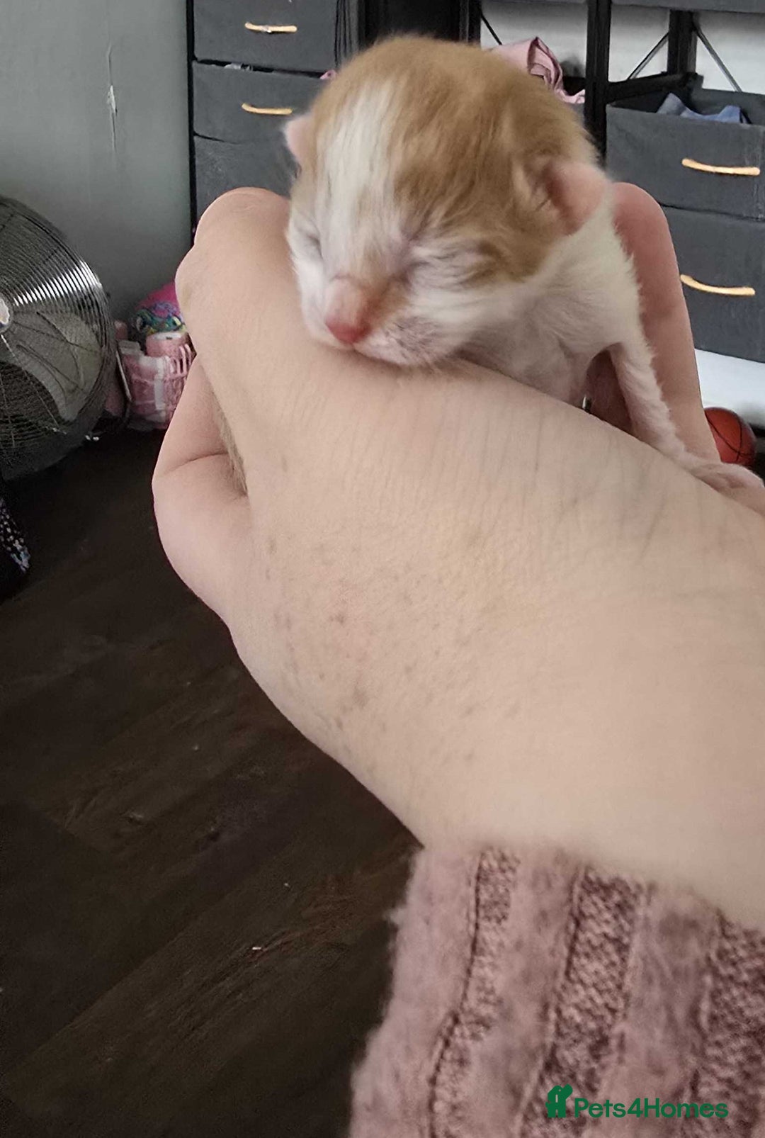 Mixed Breed cats for sale: winnies litter - Advert 8