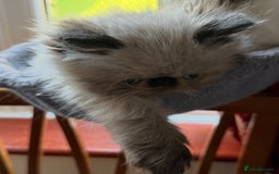 Himalayan cats for sale: Himalayan Persian Kitten in Romford - Image 6
