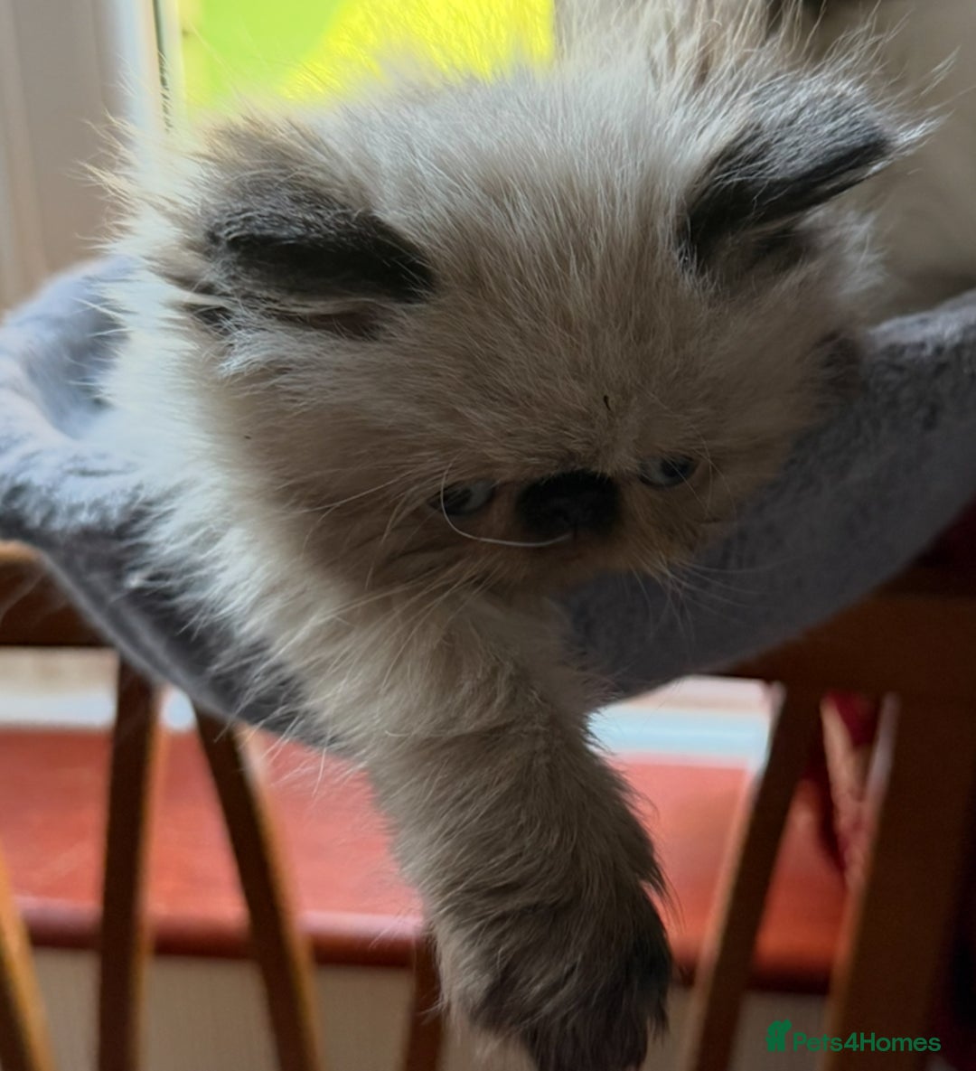 Himalayan cats for sale: Himalayan Persian Kitten in Romford - Image 6