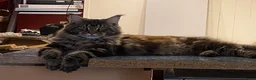Maine Coon cats for sale: Big and beautiful fluffy Maine Coon Kittens  - Advert 4