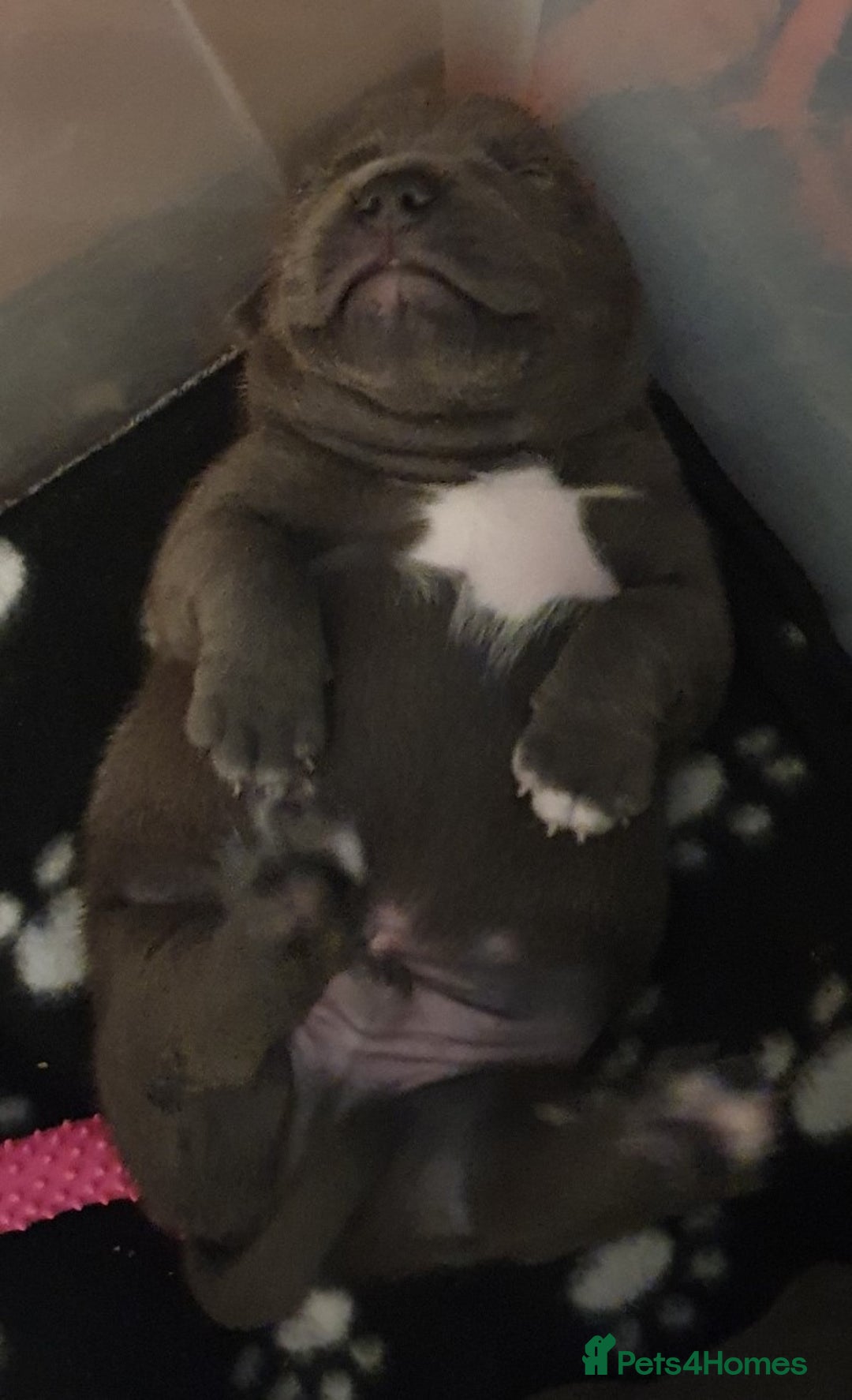 Staffordshire Bull Terrier dogs for sale: Twin large blue staffy boys - Image 7