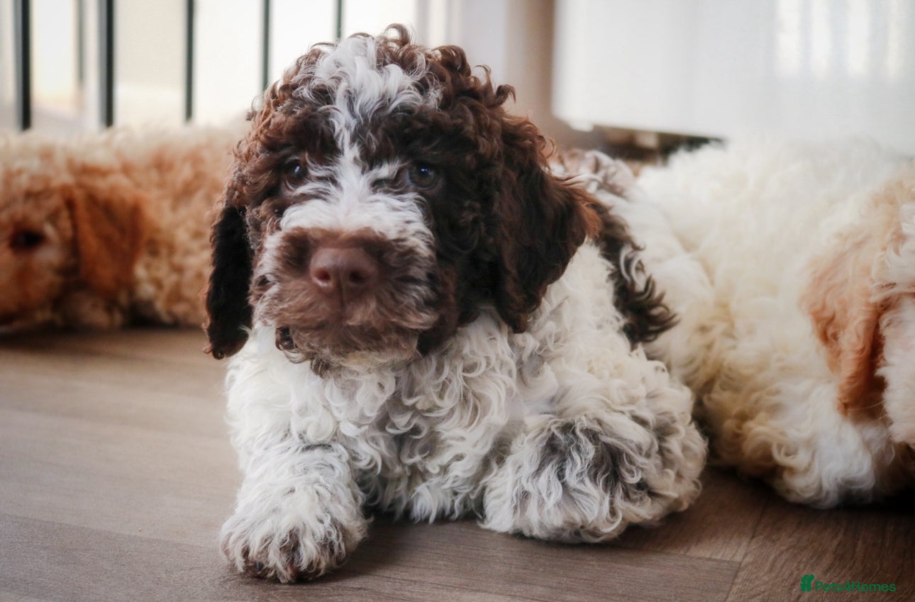 Lagotto Romagnolo dogs 🌟 READY TO GO KC Reg Health Tested Lagotto Boy 🌟 - Advert 1