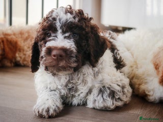 Lagotto Romagnolo dogs 🌟 READY TO GO KC Reg Health Tested Lagotto Boy 🌟 - Advert 1