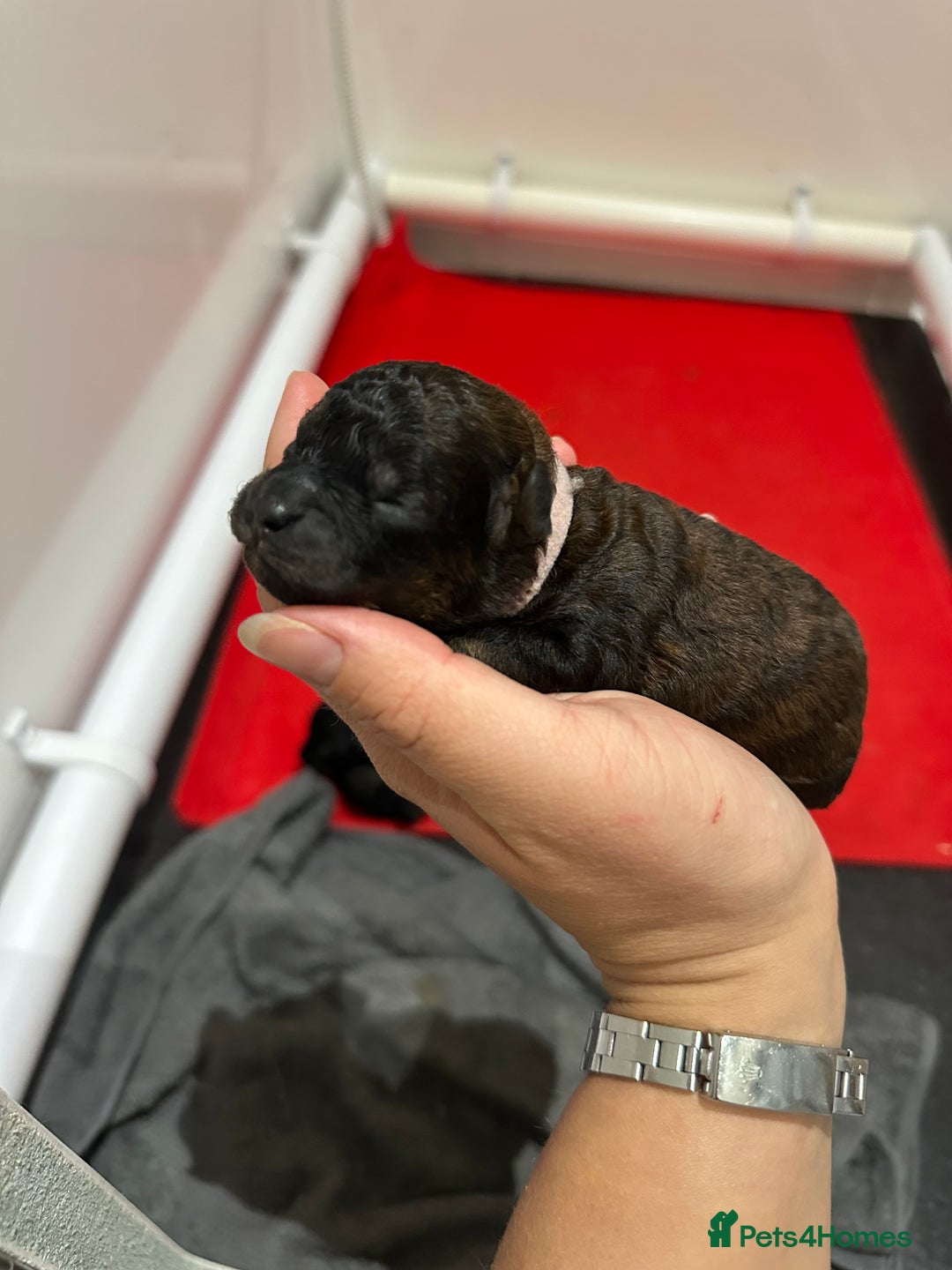 Toy Poodle dogs for sale: Kc Tiny toy poodles DNA 🧬 clear  - Advert 20