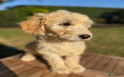 Goldendoodle dogs for sale: F1 Standard Golden Doodles last 1 female - Image 12