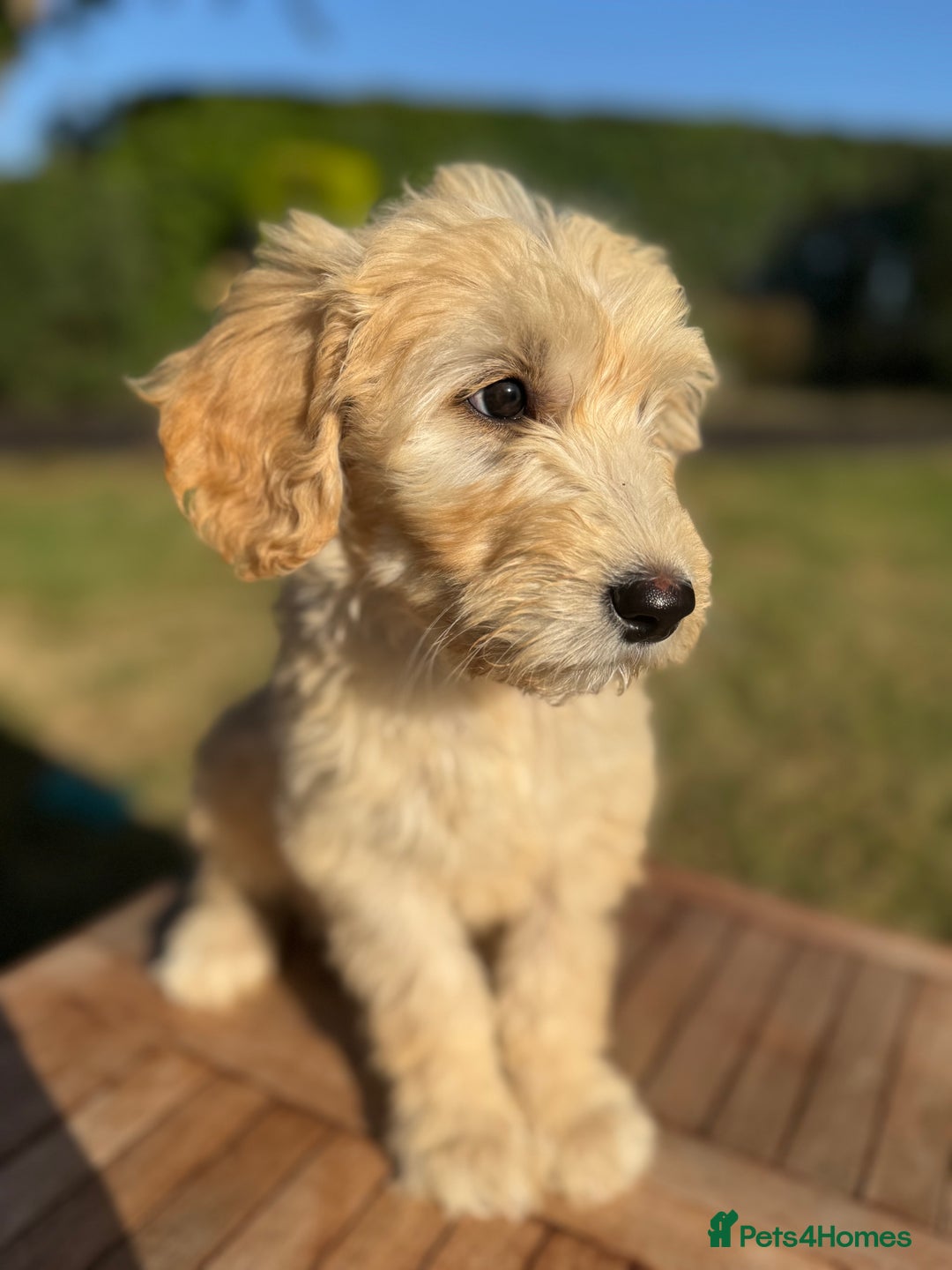 Goldendoodle dogs for sale: F1 Standard Golden Doodles last 1 female - Image 12