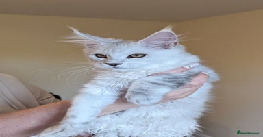 Maine Coon cats - Advert 9