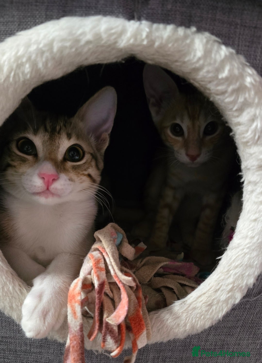 Mixed Breed cats for adoption: [Indoors Only] MiniMi & MiniMo - lovely sisters  - Image 11