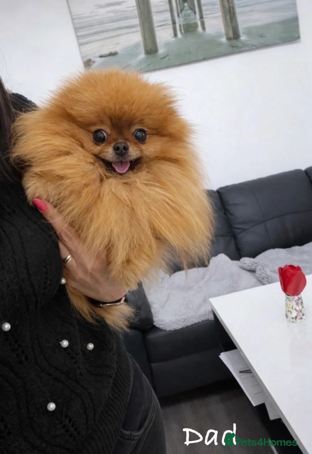 Pomeranian dogs for sale: 🔝Show Class🐻Tiny🏆Championship  - Advert 11