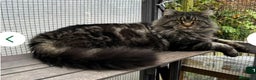 Maine Coon cats for stud: Beautiful Mainecoon Stud  - Advert 1