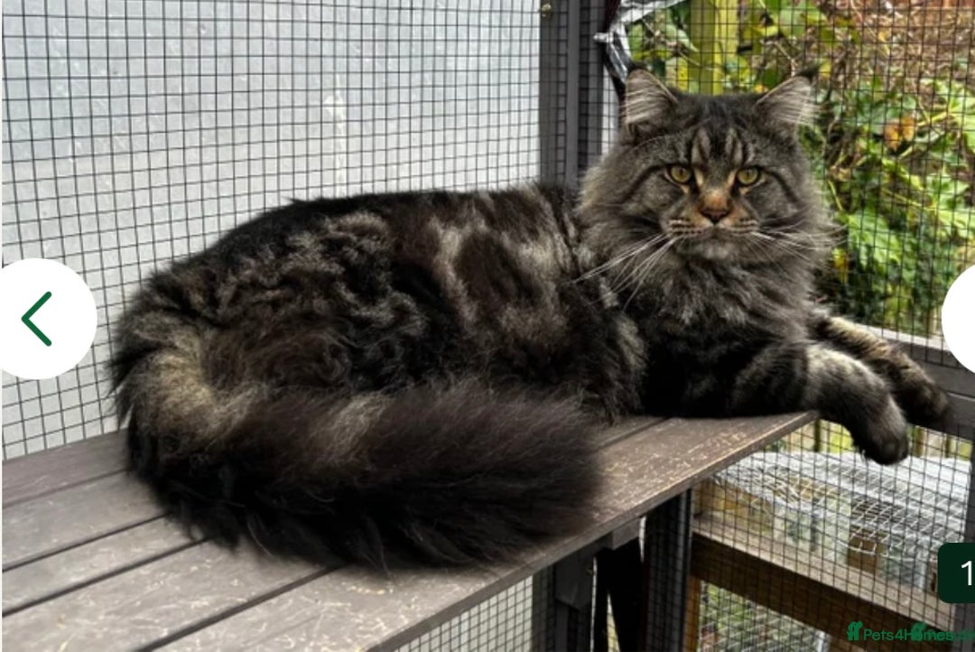 Maine Coon cats for stud: Beautiful Mainecoon Stud  - Advert 1