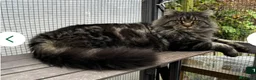Maine Coon cats for stud: Beautiful Mainecoon Boy.  - Advert 1