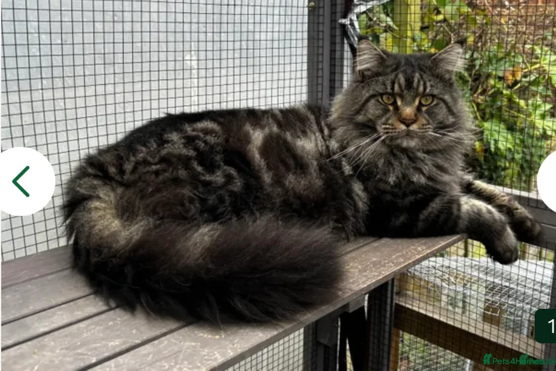 Maine Coon cats for stud: Beautiful Mainecoon Boy.  - Advert 1