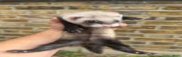 Ferret rodents for sale: Ferret kits  - Advert 5
