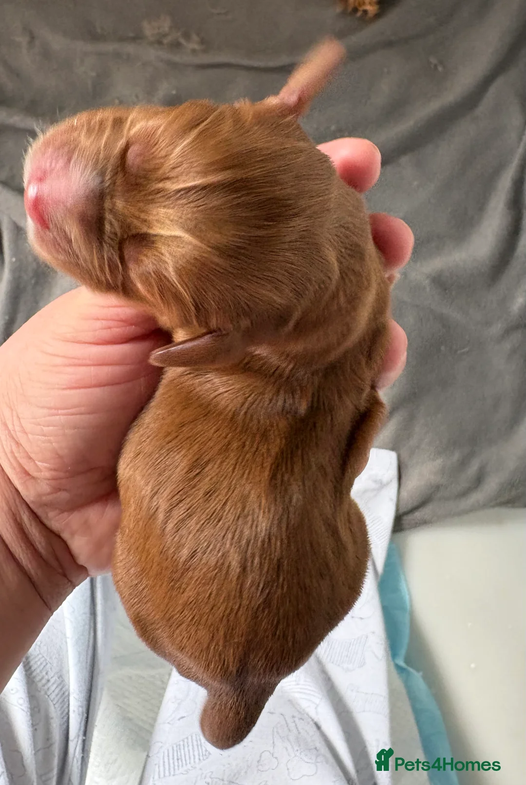 Cocker Spaniel dogs for sale: KC GOLDEN WORKING COCKERS HEALTH TESTED PARENTS !! - Advert 2