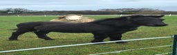 Dartmoor horses for sale: *RODNEY* 6month colt - Advert 1