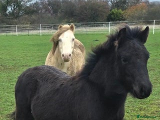 Dartmoor horses *RODNEY* 6month colt - Advert 1