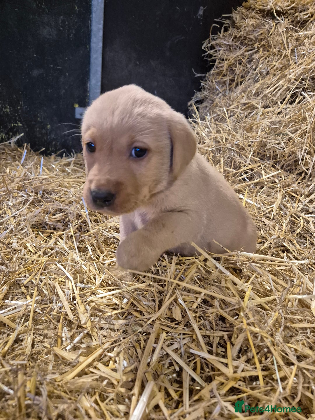 Labrador Retriever dogs for sale: KC Reg Labrador Pups  - Advert 9