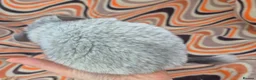 Chinchilla rodents for sale: Variety of chinchillas babys and adults - Advert 19