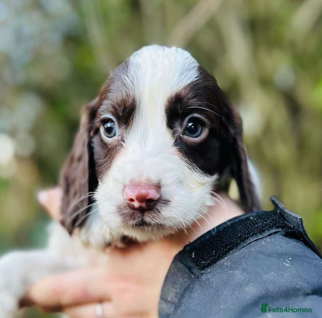 Cocker Spaniel dogs for sale: Sprocker Spaniel puppies  - Advert 14