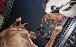 Mixed Breed dogs for sale: Presa/American Johnson bulldog - Image 10