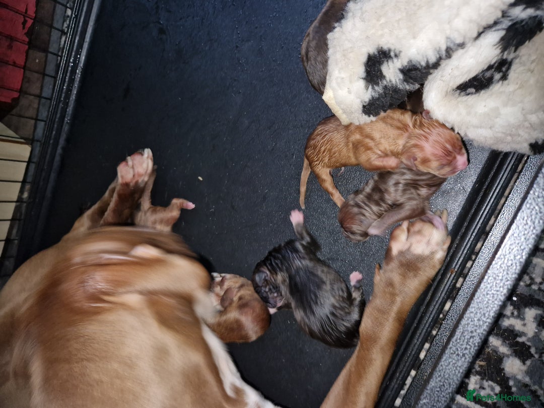 Mixed Breed dogs for sale: Presa/American Johnson bulldog - Image 10