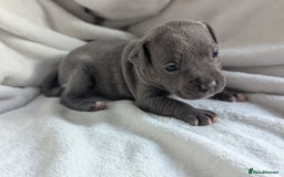 Staffordshire Bull Terrier dogs for sale: 7 Blue Staffordshire bull terrier puppies - Image 10