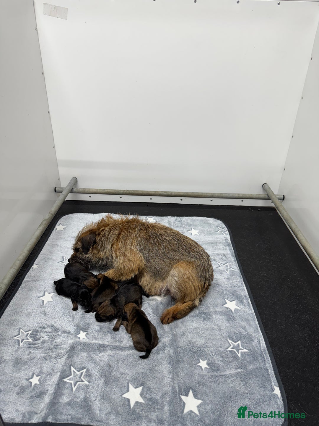 Border Terrier dogs for sale: Beautiful Border Terriers - Advert 3