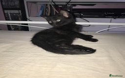 British Shorthair cats for sale: Tuxedo and black cat 🖤 - Image 7