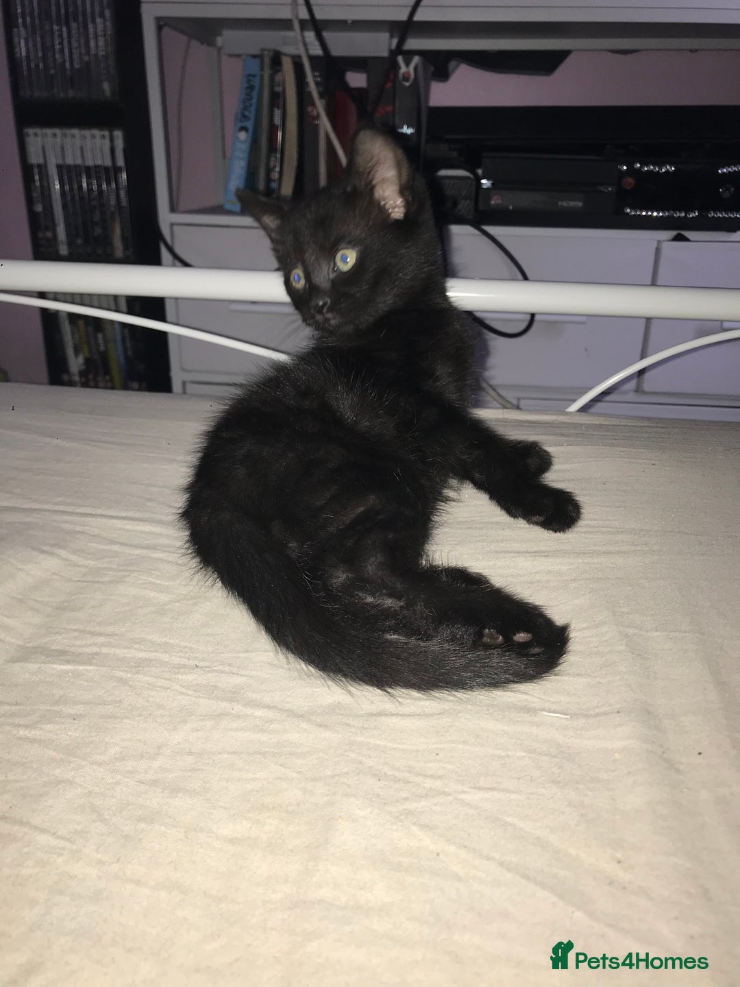 British Shorthair cats for sale: Tuxedo and black cat 🖤 - Image 7