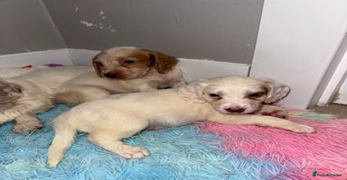 Cocker Spaniel dogs Cocker spaniel puppies  - Advert 11