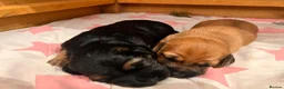 Mixed Breed dogs for sale: Miniature Daschund x 1/8th Border Terrier Puppies in Grantham - Advert 27