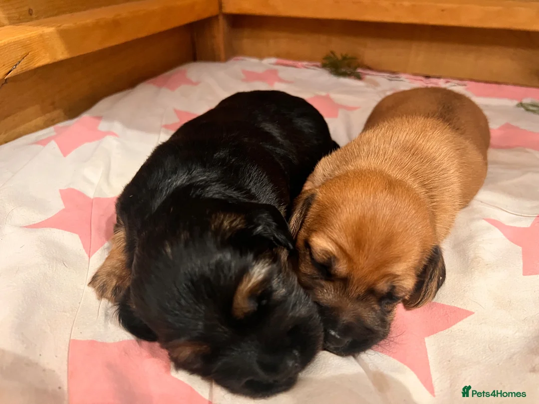 Mixed Breed dogs for sale: Miniature Daschund x 1/8th Border Terrier Puppies in Grantham - Advert 27