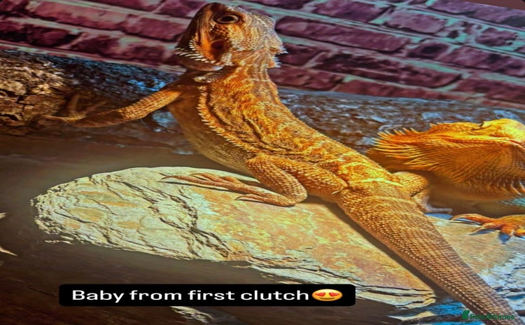 Bearded Dragon reptiles - Advert 2