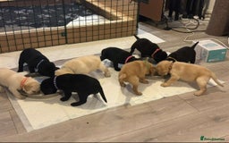 Labrador Retriever dogs for sale: Labrador Puppies  - Image 5