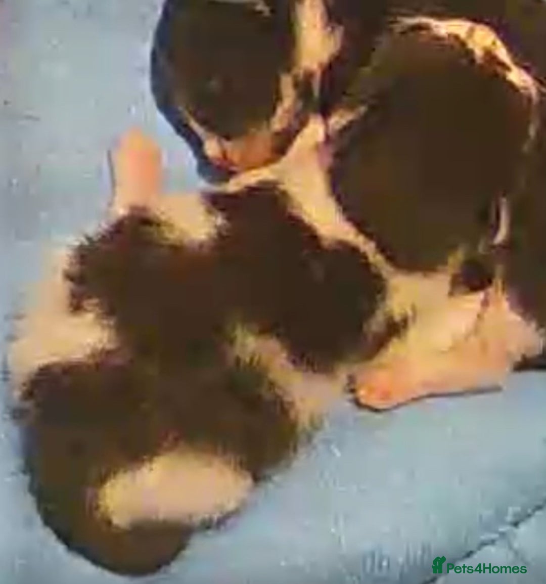 Mixed Breed cats for sale: Female White & Black Kitten - Image 2